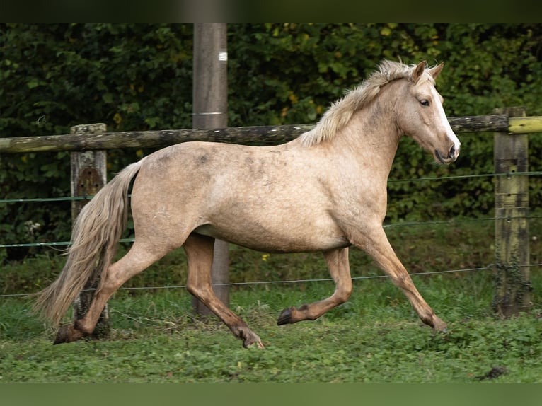 PRE Mix Mare 4 years 15,1 hh Palomino in Tellières-le-Plessis