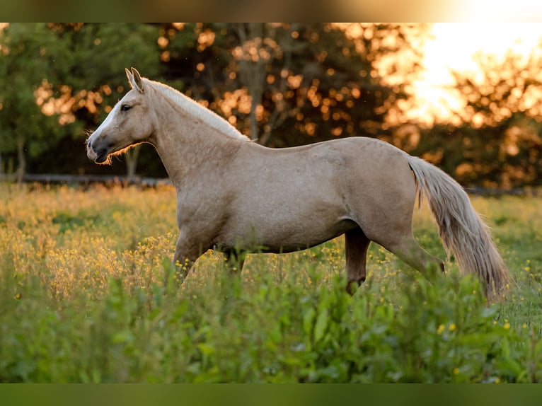 PRE Mix Mare 4 years 15,1 hh Palomino in Tellières-le-Plessis