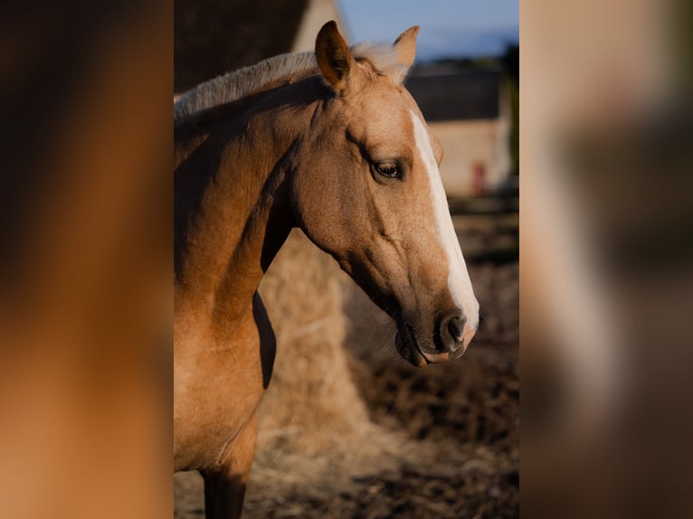 PRE Mix Mare 4 years 15,1 hh Palomino in Tellières-le-Plessis