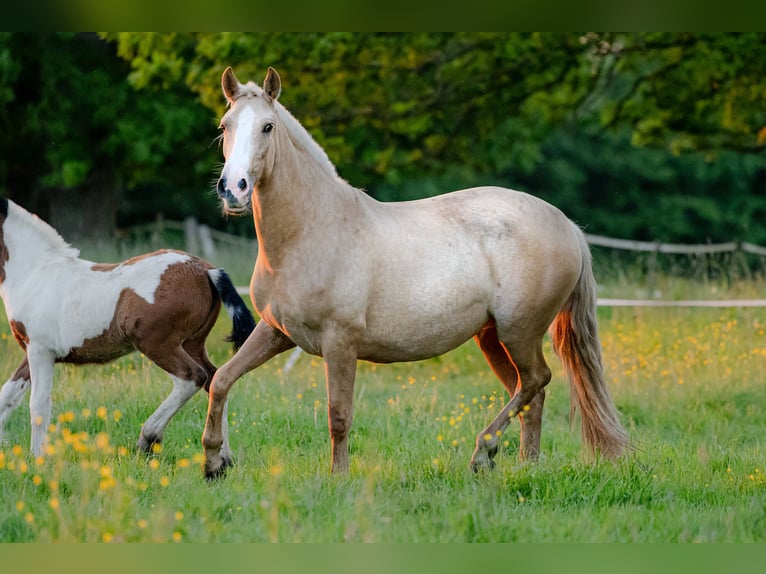 PRE Mix Mare 4 years 15,1 hh Palomino in Tellières-le-Plessis