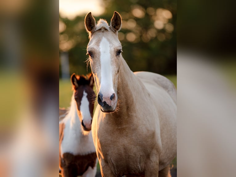 PRE Mix Mare 4 years 15,1 hh Palomino in Tellières-le-Plessis