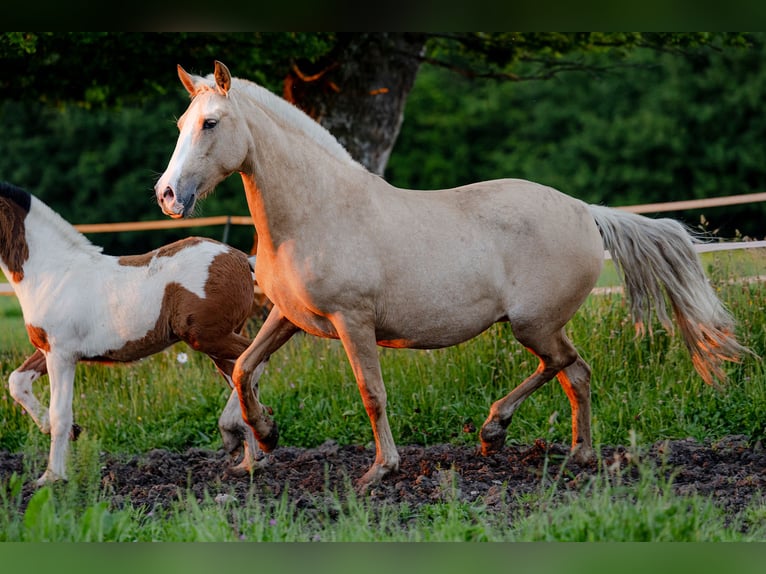 PRE Mix Mare 4 years 15,1 hh Palomino in Tellières-le-Plessis