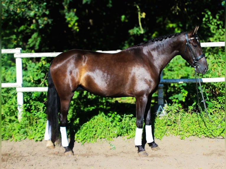 PRE Mare 4 years 15,2 hh Black in Drage