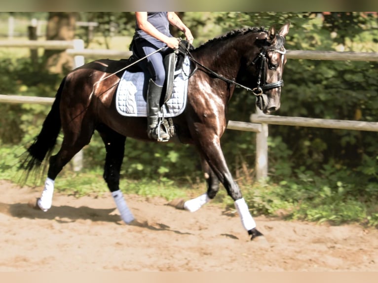 PRE Mare 4 years 15,2 hh Black in Drage