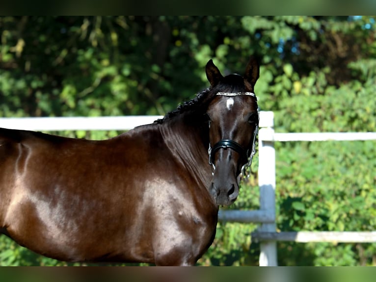 PRE Mare 4 years 15,2 hh Black in Drage