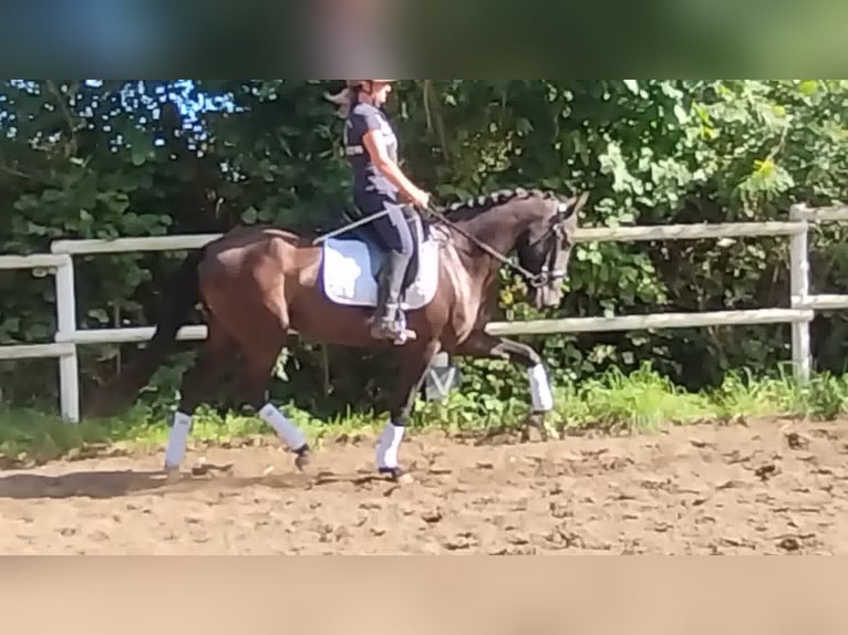 PRE Mare 4 years 15,2 hh Black in Drage