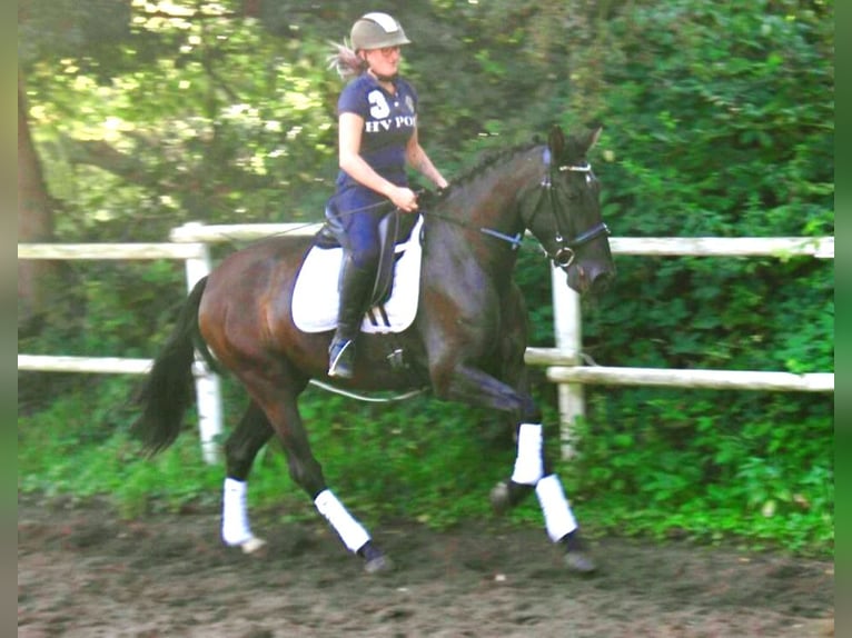 PRE Mare 4 years 15,2 hh Black in Drage