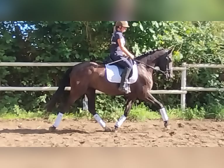 PRE Mare 4 years 15,2 hh Black in Drage