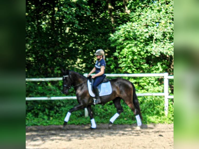 PRE Mare 4 years 15,2 hh Black in Drage