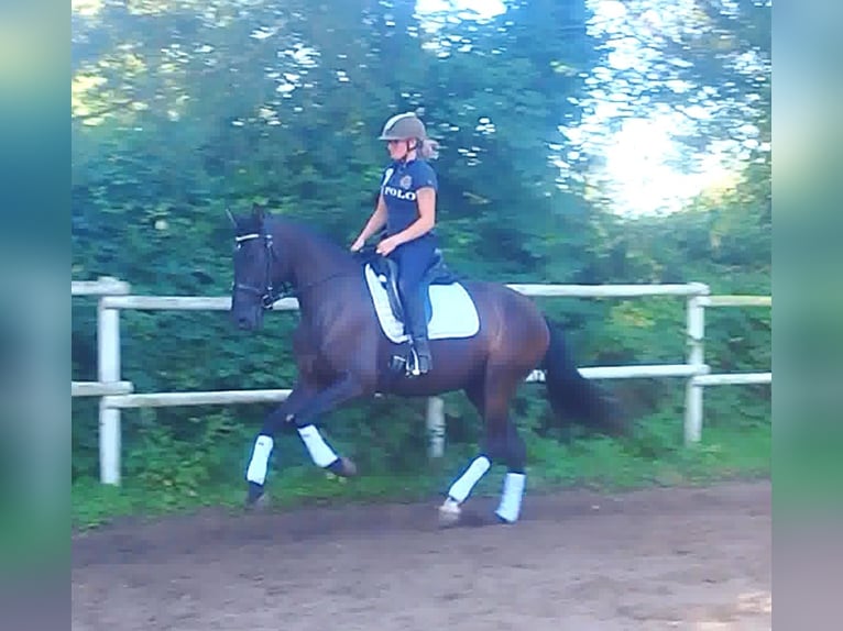 PRE Mare 4 years 15,2 hh Black in Drage