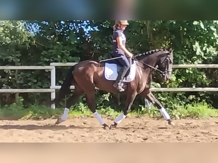 PRE Mare 4 years 15,2 hh Black in Drage