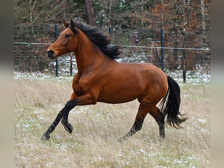 PRE Mare 4 years 15,2 hh Brown in Wiebelsheim