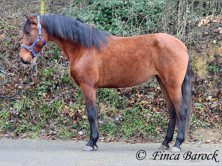 PRE Mare 4 years 15,2 hh Brown in Wiebelsheim