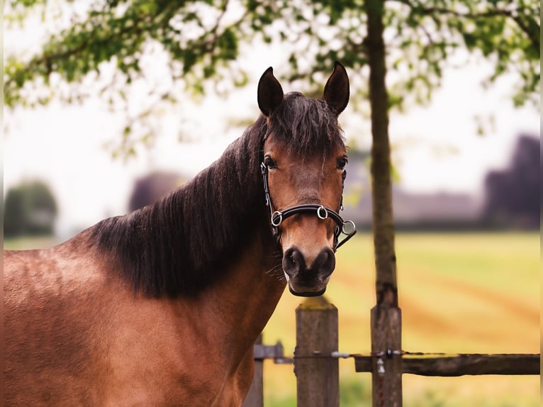 PRE Mare 4 years 15.2 hh Brown in Wingene