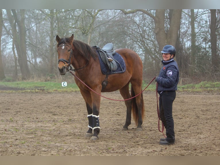 PRE Mix Mare 4 years 15,2 hh Brown in Wremen