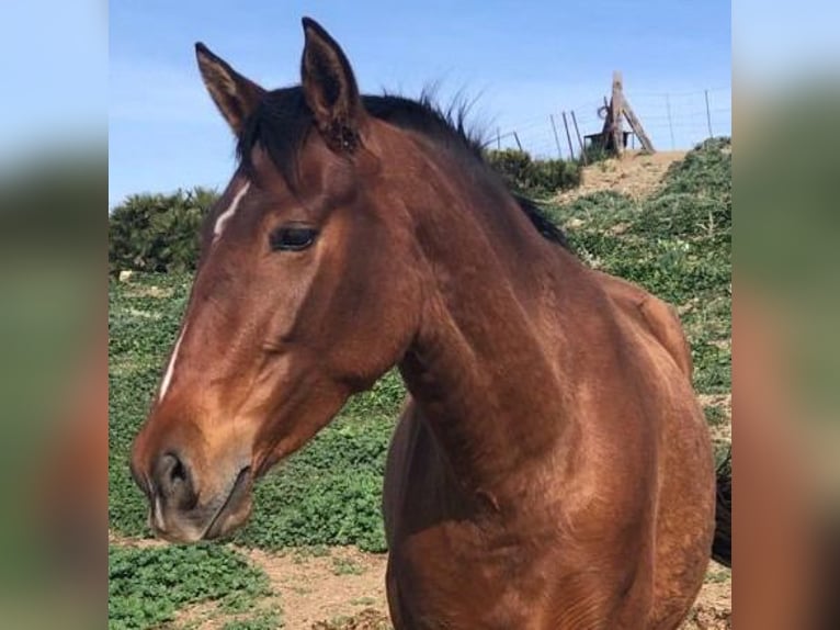 PRE Mare 4 years 15,2 hh Brown in Spanien