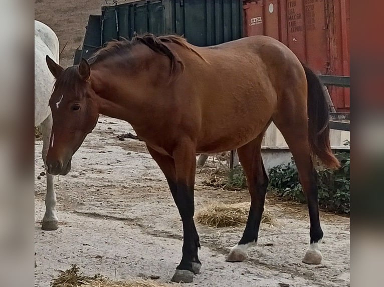 PRE Mare 4 years 15,2 hh Brown in Spanien