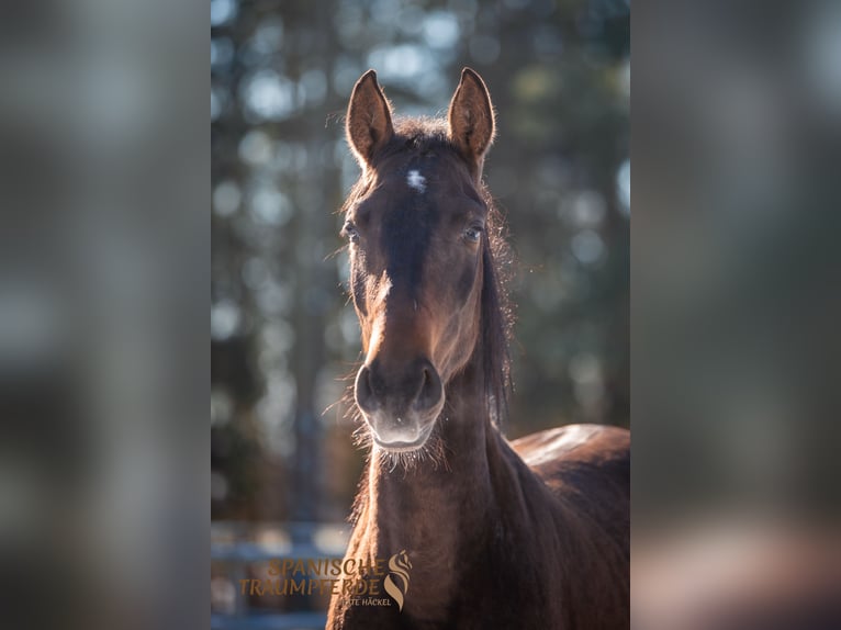 PRE Mare 4 years 15,2 hh Brown in Traventhal