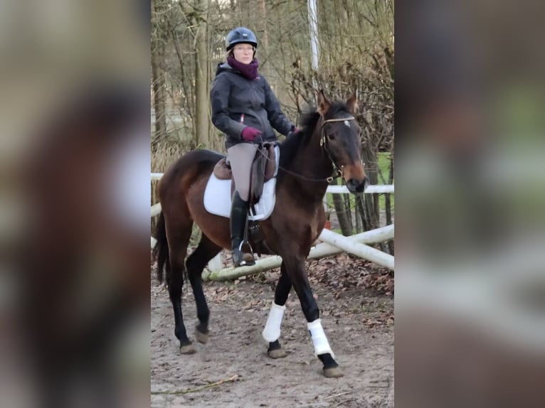 PRE Mare 4 years 15,2 hh Brown in Traventhal