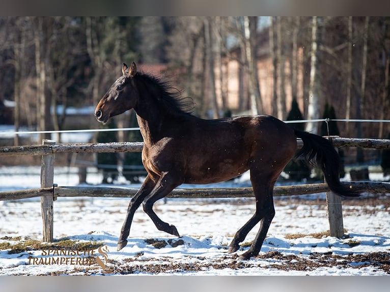 PRE Mare 4 years 15,2 hh Brown in Traventhal