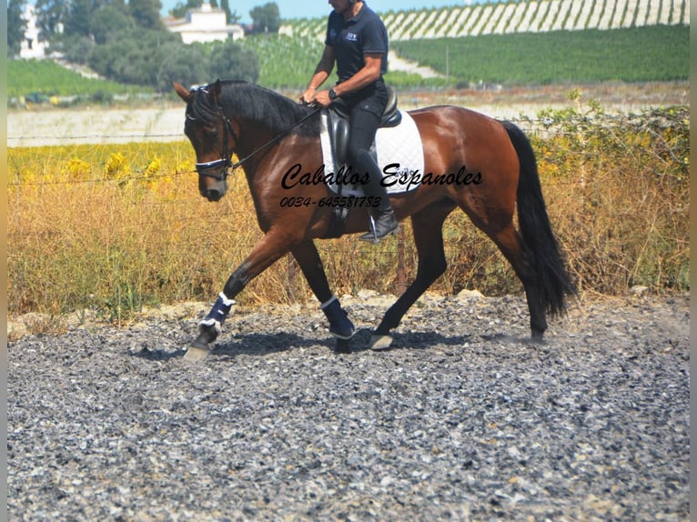 PRE Mix Mare 4 years 15.2 hh Brown in Vejer de la Frontera