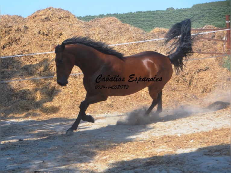 PRE Mix Mare 4 years 15.2 hh Brown in Vejer de la Frontera
