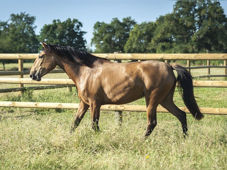PRE Mare 4 years 15.2 hh Buckskin in Loye sur Arnon