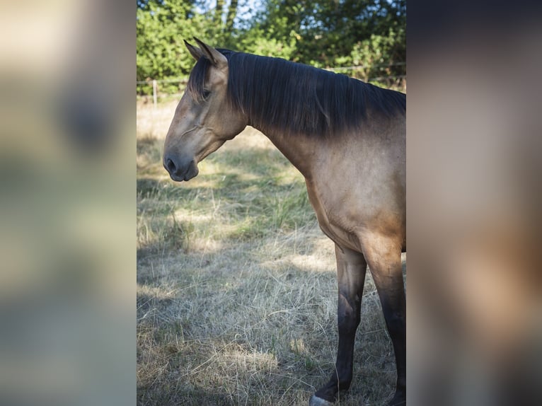 PRE Mare 4 years 15.2 hh Buckskin in Loye sur Arnon