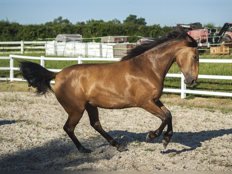 PRE Mare 4 years 15.2 hh Buckskin in Loye sur Arnon