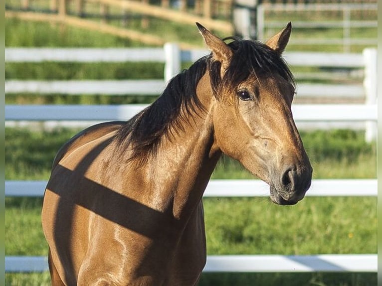 PRE Mare 4 years 15.2 hh Buckskin in Loye sur Arnon