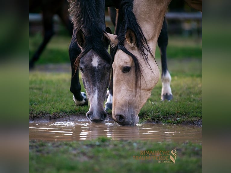 PRE Mix Mare 4 years 15,2 hh Buckskin in Traventhal