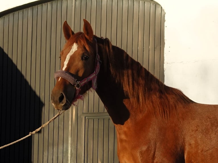 PRE Mix Mare 4 years 15,2 hh Chestnut in Sevilla