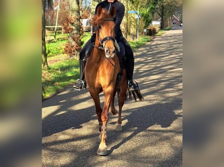 PRE Mix Mare 4 years 15,2 hh Chestnut-Red in Ommeren