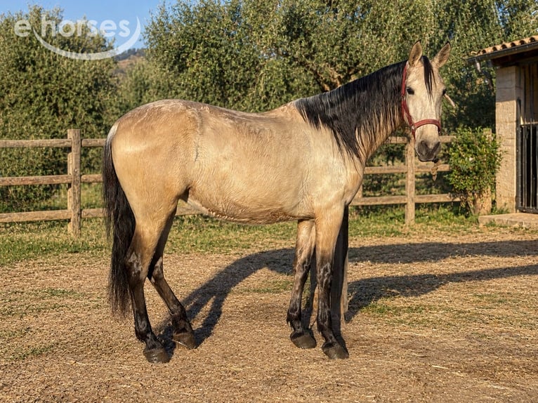 PRE Mix Mare 4 years 15.2 hh Dun in Palma De Mallorca