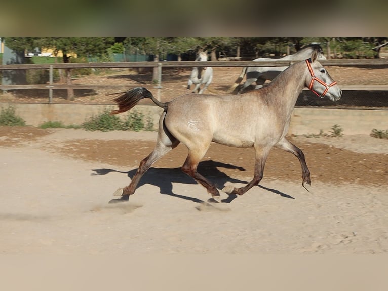 PRE Mix Mare 4 years 15,2 hh Gray in Sagunto