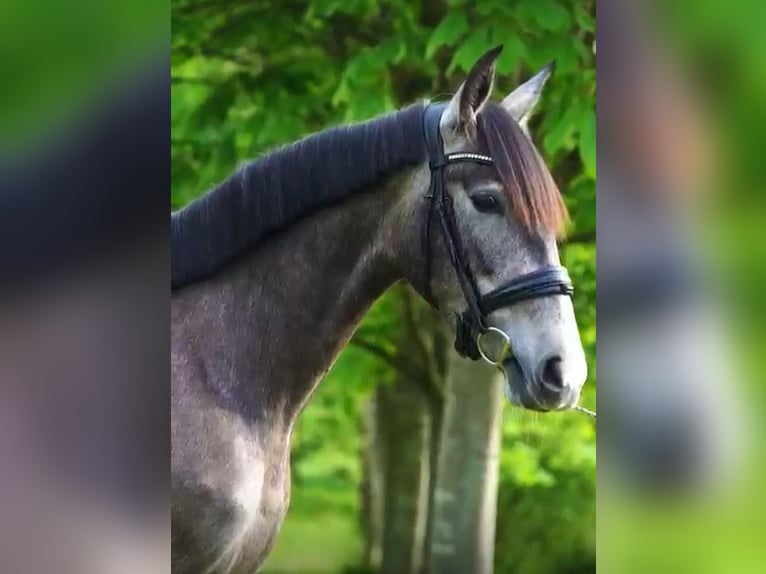 PRE Mix Mare 4 years 15,2 hh Gray-Dapple in Martfeld