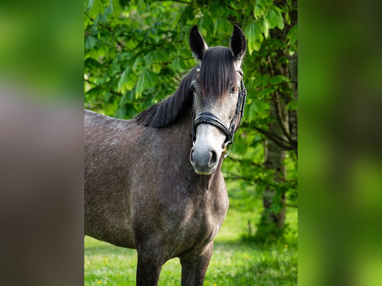 PRE Mix Mare 4 years 15,2 hh Gray-Dapple in Martfeld