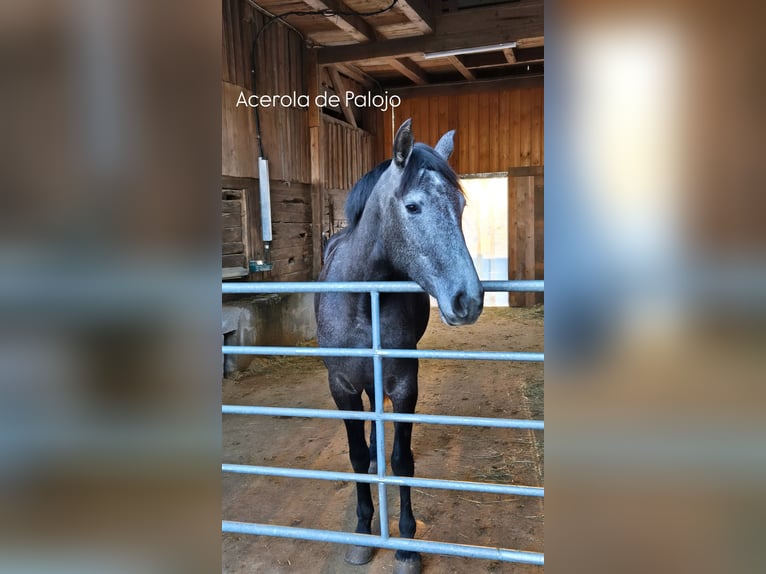 PRE Mix Mare 4 years 15,2 hh Gray-Dark-Tan in Geroldsgrün