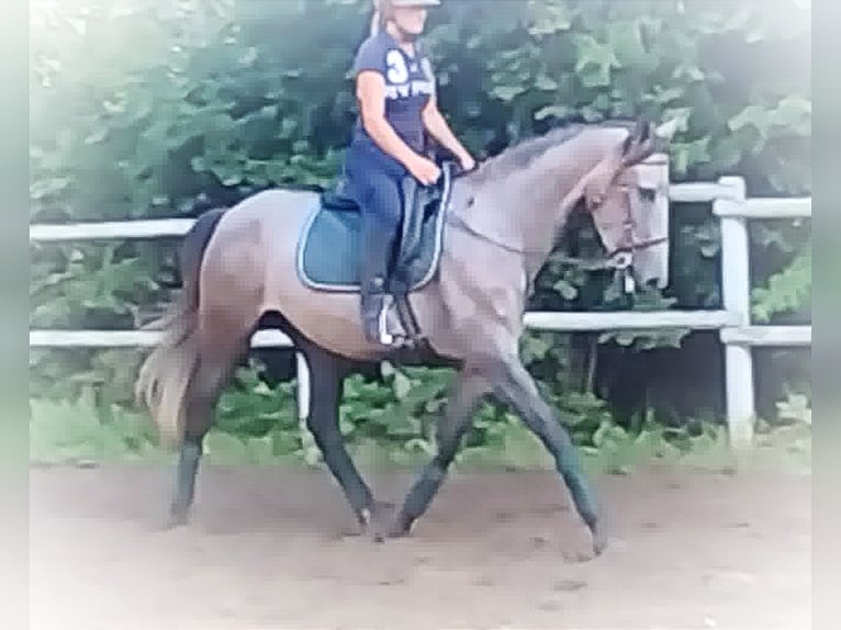 PRE Mix Mare 4 years 15,2 hh Gray in Drage