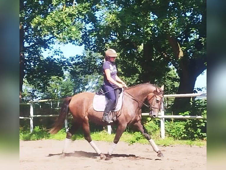 PRE Mare 4 years 15,2 hh Gray in Drage