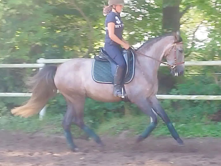 PRE Mix Mare 4 years 15,2 hh Gray in Drage