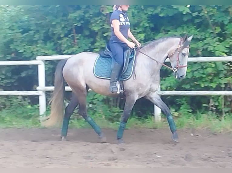 PRE Mix Mare 4 years 15,2 hh Gray in Drage