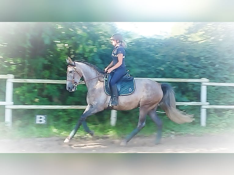 PRE Mix Mare 4 years 15,2 hh Gray in Drage