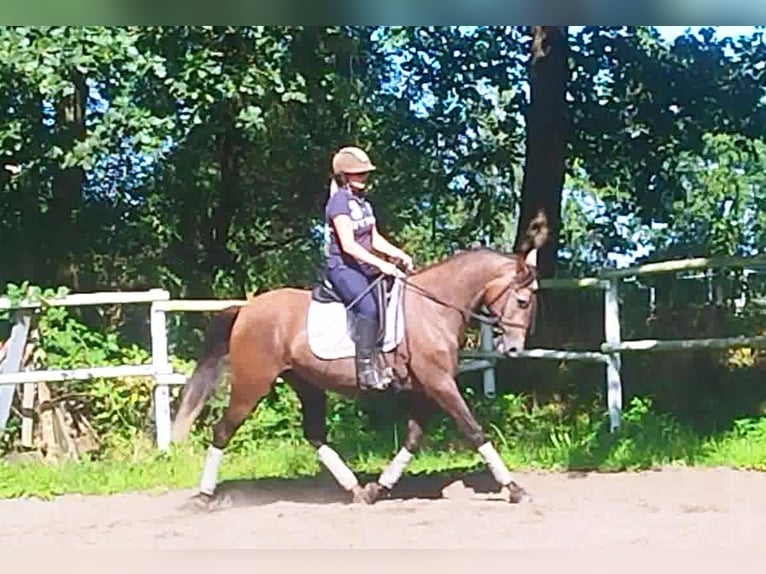 PRE Mare 4 years 15,2 hh Gray in Drage