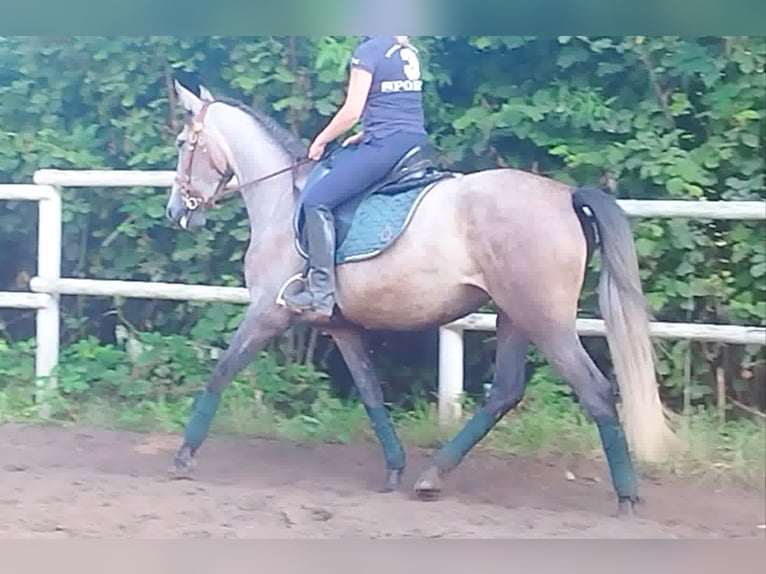 PRE Mix Mare 4 years 15,2 hh Gray in Drage