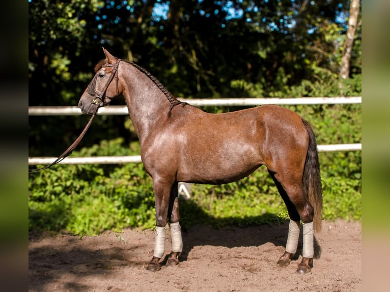 PRE Mare 4 years 15,2 hh Gray in Drage