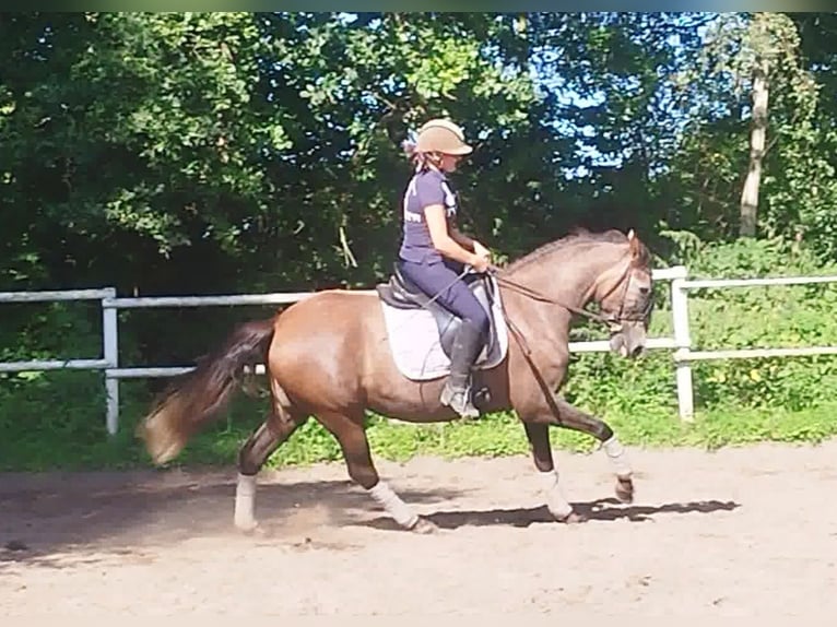 PRE Mare 4 years 15,2 hh Gray in Drage