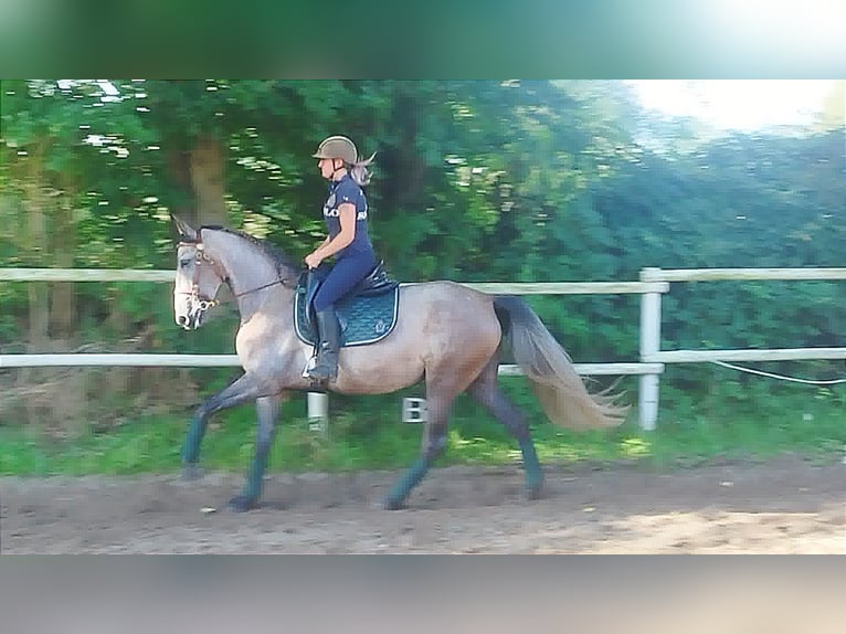 PRE Mix Mare 4 years 15,2 hh Gray in Drage