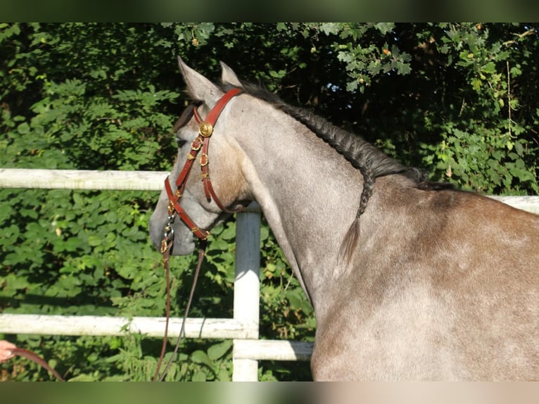 PRE Mix Mare 4 years 15,2 hh Gray in Drage