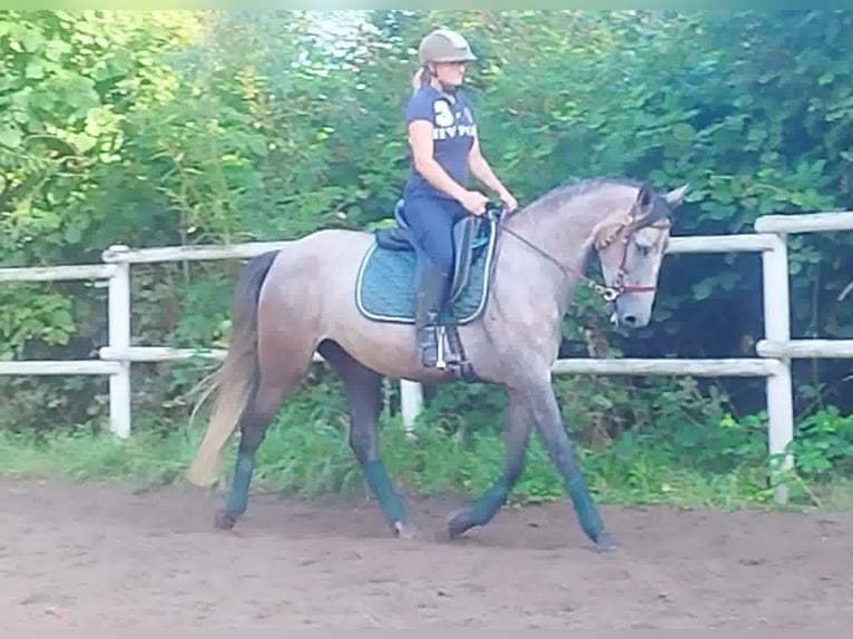 PRE Mix Mare 4 years 15,2 hh Gray in Drage